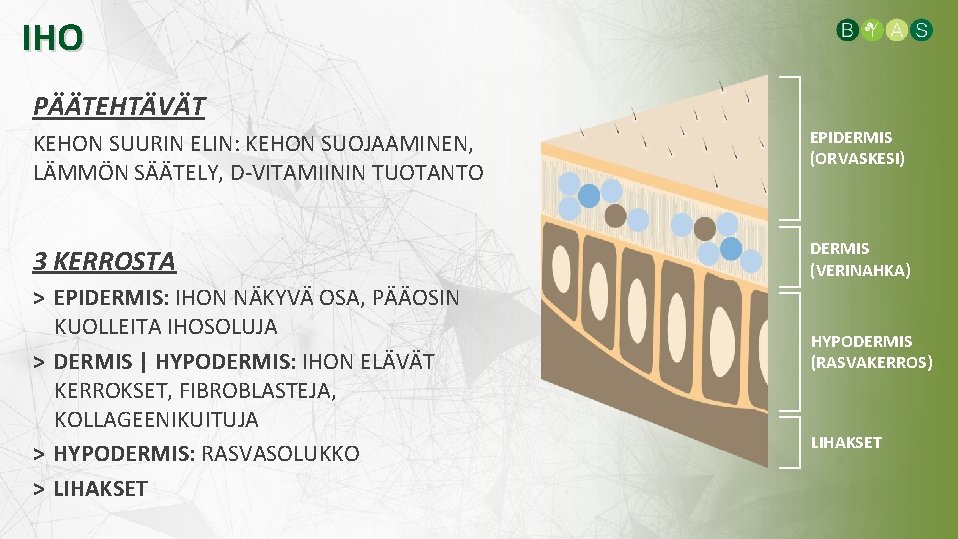 IHO PÄÄTEHTÄVÄT KEHON SUURIN ELIN: KEHON SUOJAAMINEN, LÄMMÖN SÄÄTELY, D-VITAMIININ TUOTANTO EPIDERMIS (ORVASKESI) 3