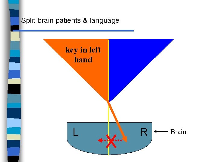 Split-brain patients & language key in left hand L R Brain 