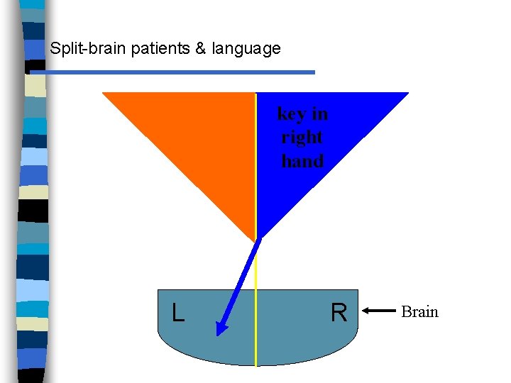 Split-brain patients & language key in right hand L R Brain 