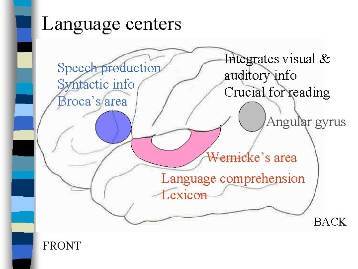 Language centers Speech production Syntactic info Broca’s area Integrates visual & auditory info Crucial