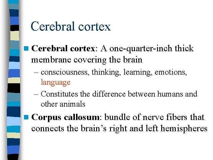 Cerebral cortex n Cerebral cortex: A one-quarter-inch thick membrane covering the brain – consciousness,