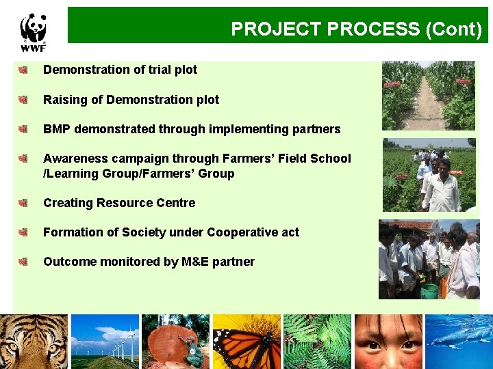 PROJECT PROCESS (Cont) Implementation Approach Demonstration of trial plot Raising of Demonstration plot BMP