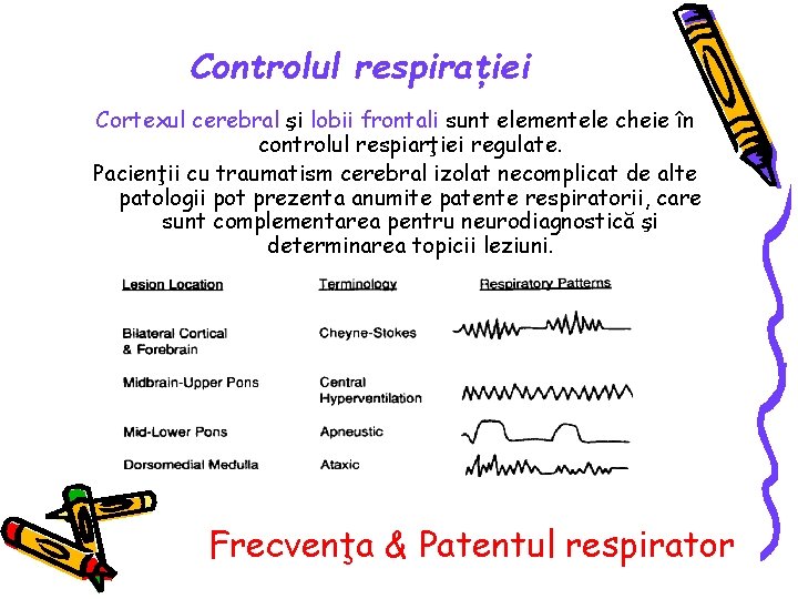 Controlul respiraţiei Cortexul cerebral şi lobii frontali sunt elementele cheie în controlul respiarţiei regulate.