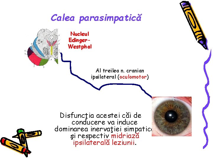 Calea parasimpatică Nucleul Edinger. Westphal Al treilea n. cranian ipsilateral (oculomotor) Disfuncţia acestei căi