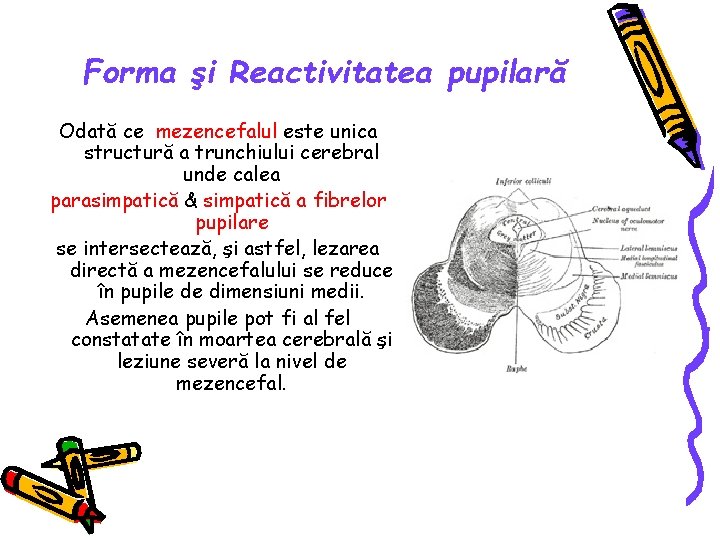 Forma şi Reactivitatea pupilară Odată ce mezencefalul este unica structură a trunchiului cerebral unde