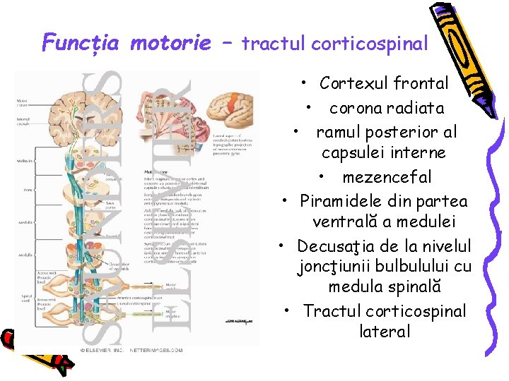 Funcţia motorie – tractul corticospinal • Cortexul frontal • corona radiata • ramul posterior