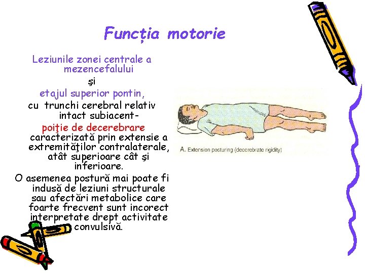 Funcţia motorie Leziunile zonei centrale a mezencefalului şi etajul superior pontin, cu trunchi cerebral