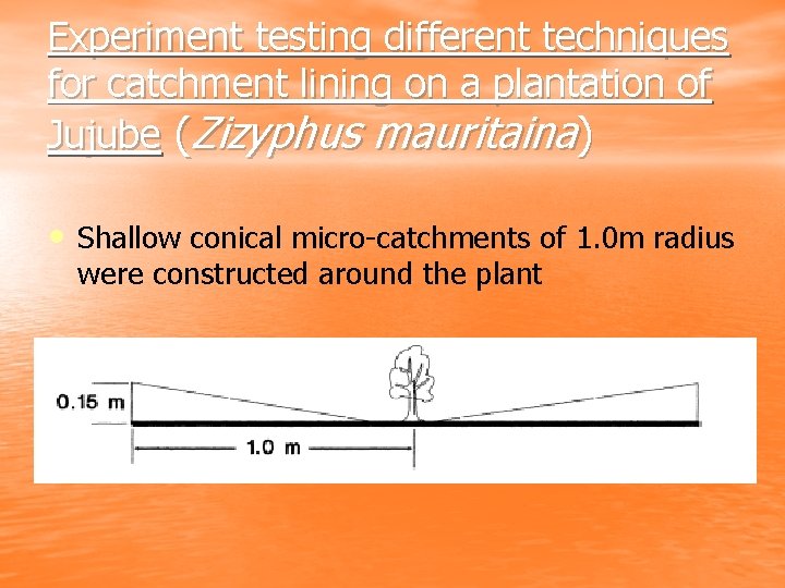 Experiment testing different techniques for catchment lining on a plantation of Jujube (Zizyphus mauritaina)