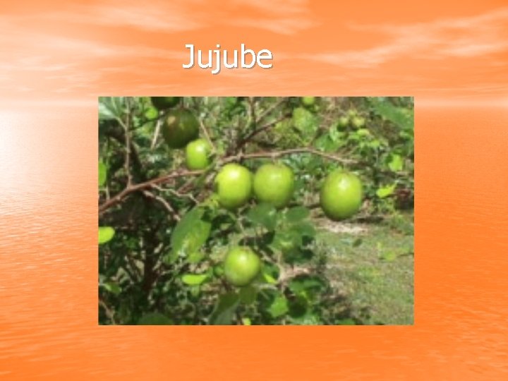 Jujube 