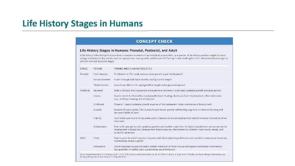 Life History Stages in Humans 