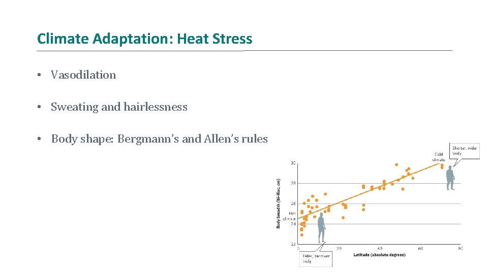 Climate Adaptation: Heat Stress • Vasodilation • Sweating and hairlessness • Body shape: Bergmann’s