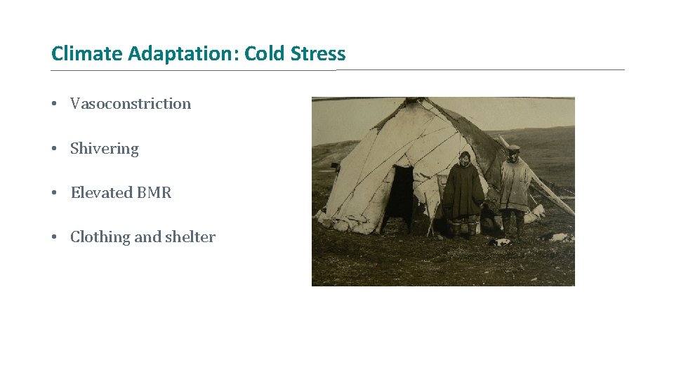 Climate Adaptation: Cold Stress • Vasoconstriction • Shivering • Elevated BMR • Clothing and
