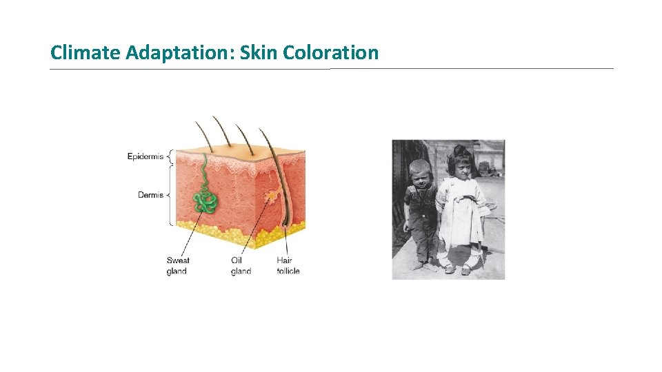 Climate Adaptation: Skin Coloration 