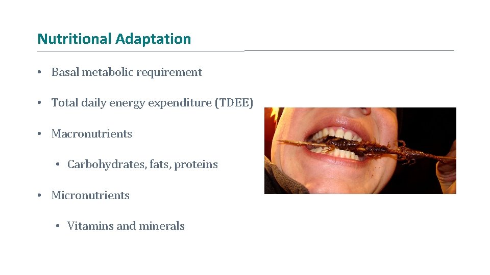 Nutritional Adaptation • Basal metabolic requirement • Total daily energy expenditure (TDEE) • Macronutrients