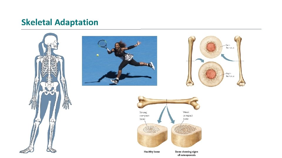 Skeletal Adaptation 