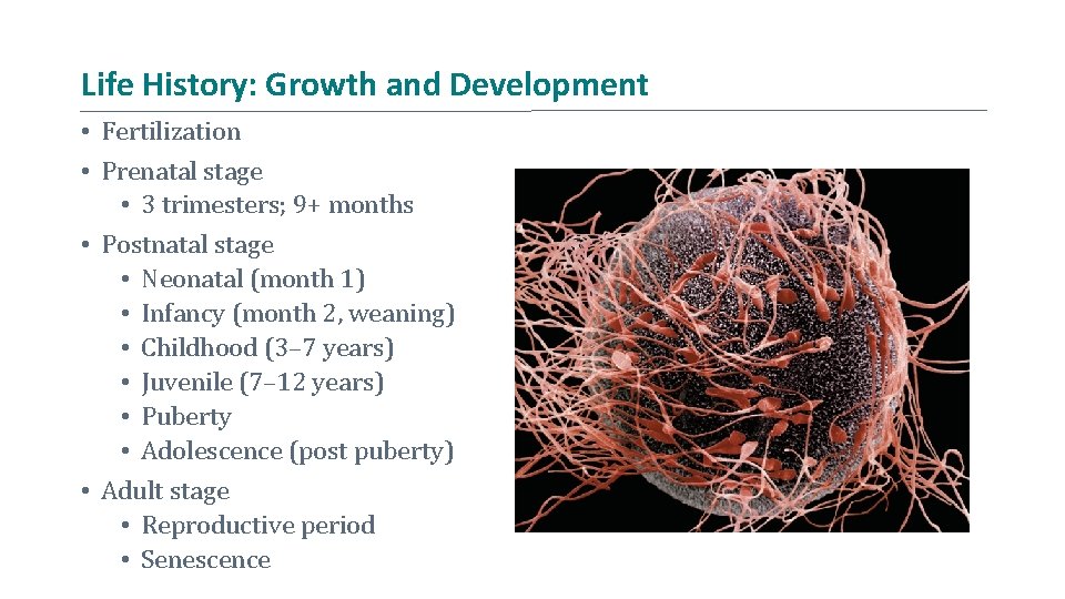 Life History: Growth and Development • Fertilization • Prenatal stage • 3 trimesters; 9+