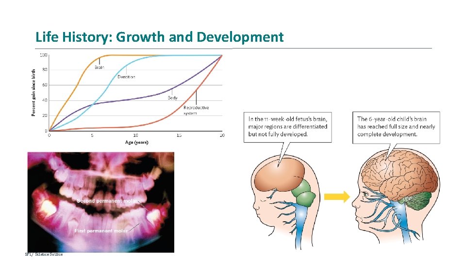 Life History: Growth and Development SPL/ Science Source 