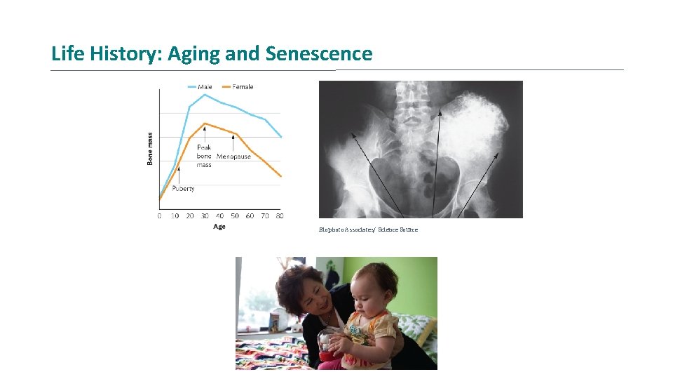 Life History: Aging and Senescence Biophoto Associates/ Science Source 