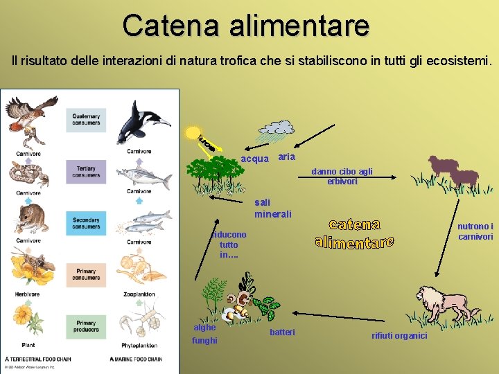Catena alimentare Il risultato delle interazioni di natura trofica che si stabiliscono in tutti