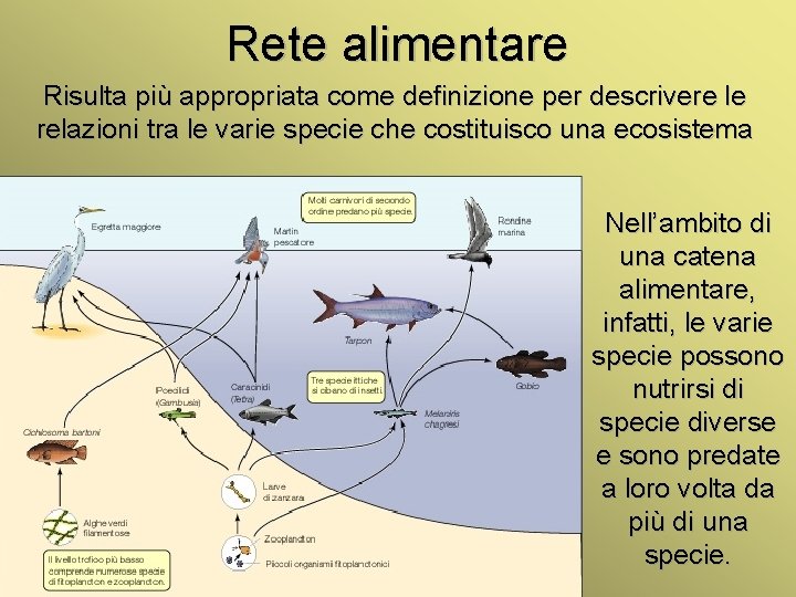 Rete alimentare Risulta più appropriata come definizione per descrivere le relazioni tra le varie