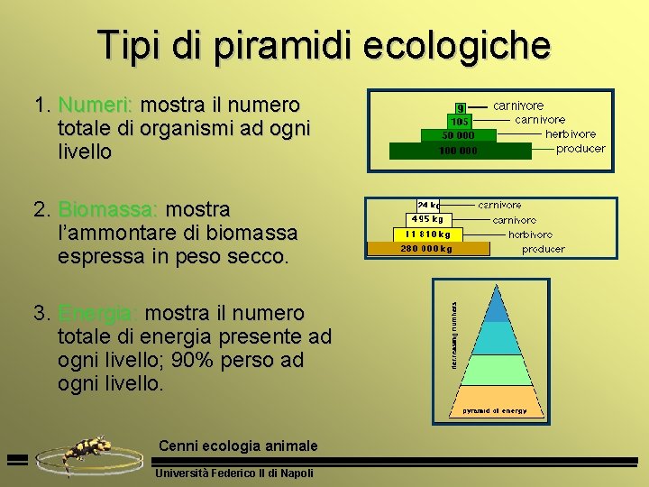 Tipi di piramidi ecologiche 1. Numeri: mostra il numero totale di organismi ad ogni