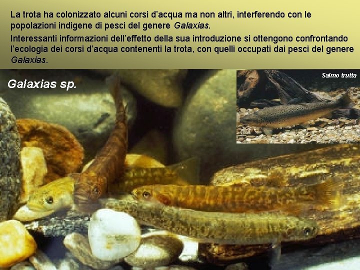 La trota ha colonizzato alcuni corsi d’acqua ma non altri, interferendo con le popolazioni