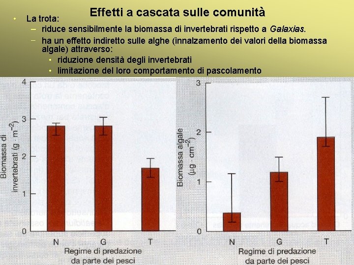  • Effetti a cascata sulle comunità La trota: – riduce sensibilmente la biomassa