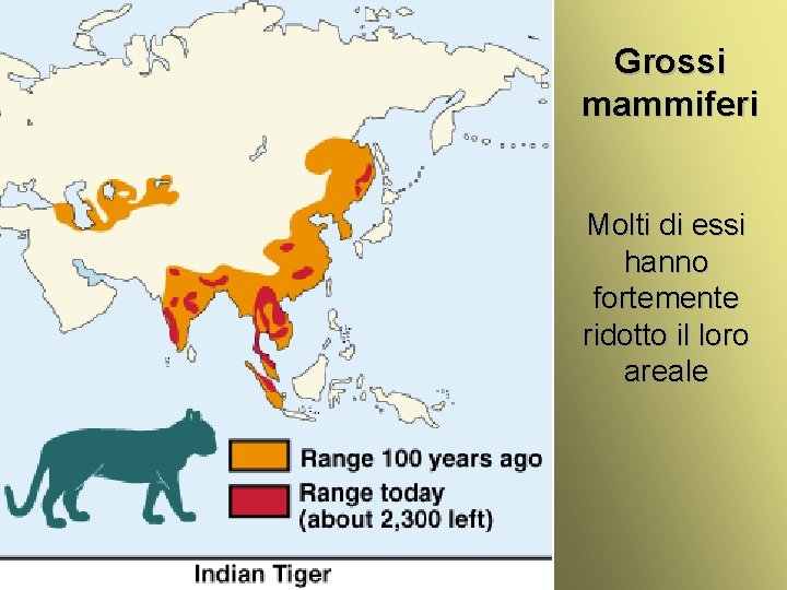 Grossi mammiferi Molti di essi hanno fortemente ridotto il loro areale Cenni ecologia animale