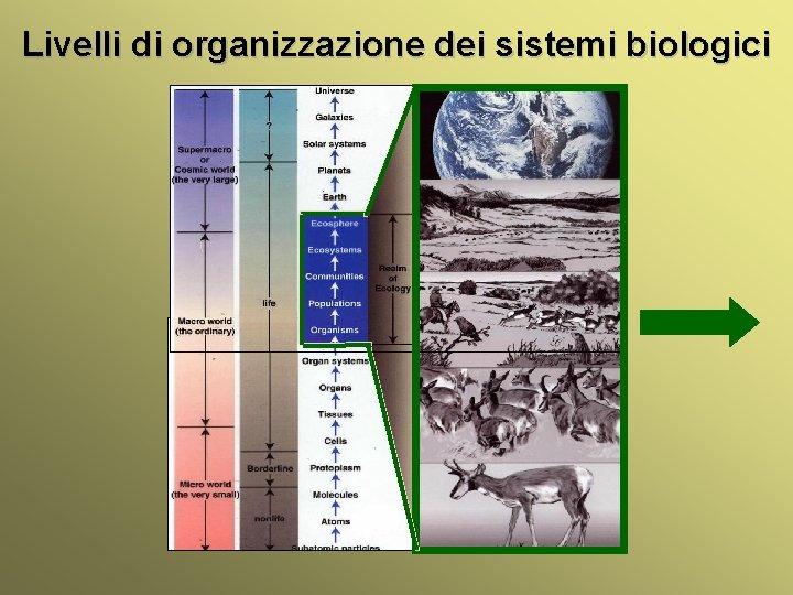 Livelli di organizzazione dei sistemi biologici Cenni ecologia animale Università Federico II di Napoli