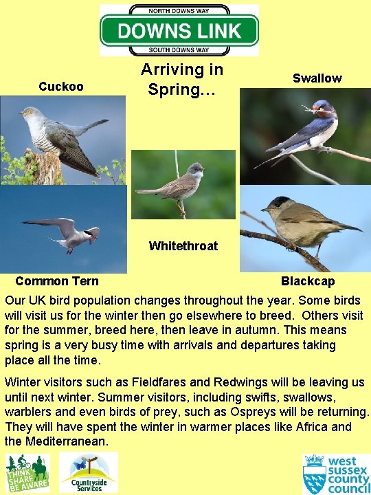 Cuckoo Arriving in Spring… Swallow Whitethroat Common Tern Blackcap Our UK bird population changes