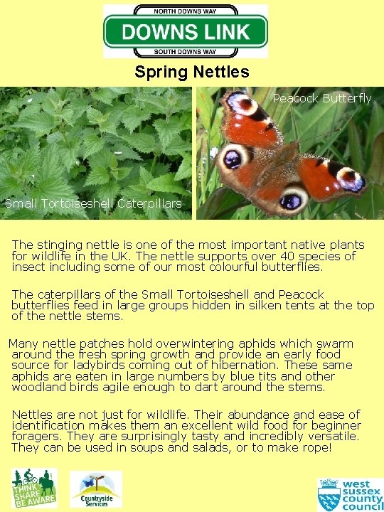 Spring Nettles Peacock Butterfly Small Tortoiseshell Caterpillars The stinging nettle is one of the