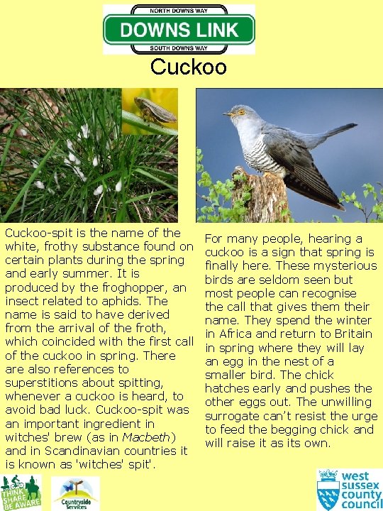 Cuckoo-spit is the name of the white, frothy substance found on certain plants during