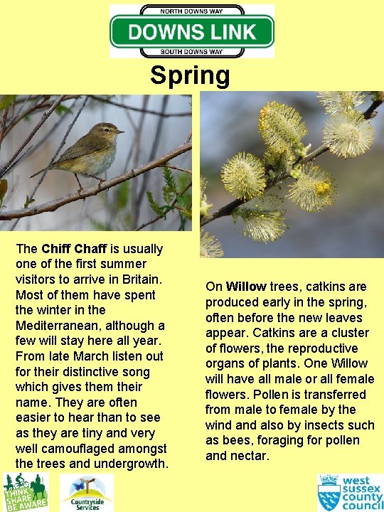 Spring The Chiff Chaff is usually one of the first summer visitors to arrive