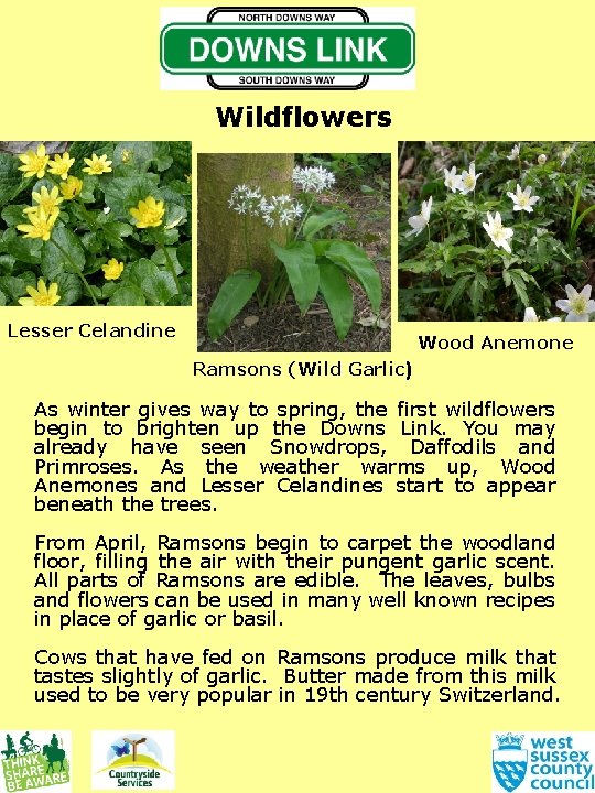 Wildflowers Lesser Celandine Wood Anemone Ramsons (Wild Garlic) As winter gives way to spring,