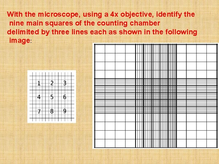 With the microscope, using a 4 x objective, identify the nine main squares of