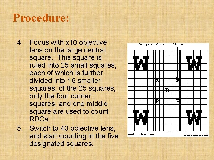 Procedure: 4. Focus with x 10 objective lens on the large central square. This