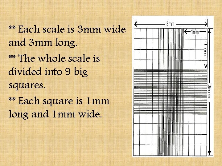 ** Each scale is 3 mm wide and 3 mm long. ** The whole
