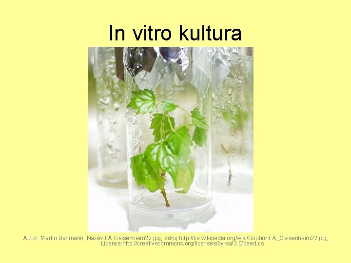 In vitro kultura Autor: Martin Bahmann, Název: FA Geisenheim 22. jpg, Zdroj: http: //cs.