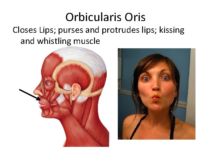 Orbicularis Oris Closes Lips; purses and protrudes lips; kissing and whistling muscle 