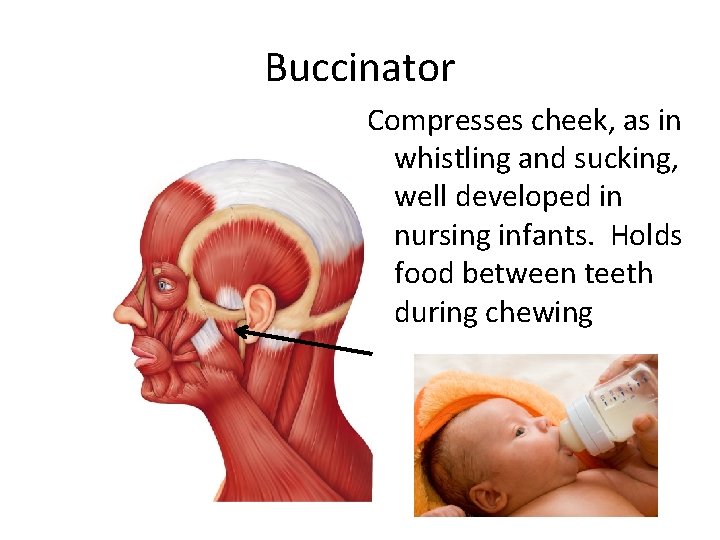Buccinator Compresses cheek, as in whistling and sucking, well developed in nursing infants. Holds