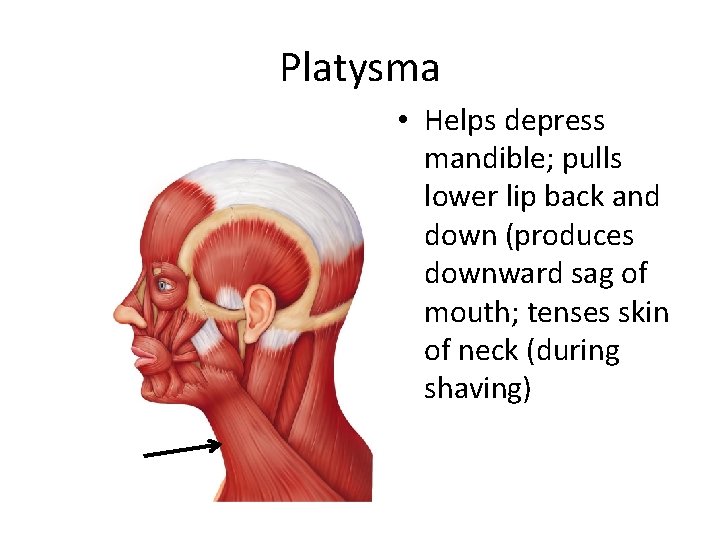 Platysma • Helps depress mandible; pulls lower lip back and down (produces downward sag