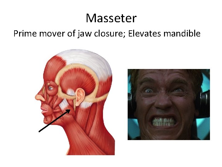 Masseter Prime mover of jaw closure; Elevates mandible 