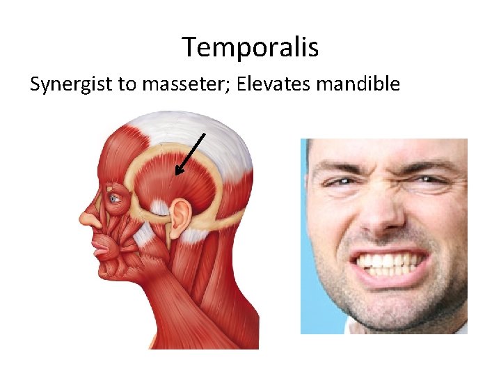Temporalis Synergist to masseter; Elevates mandible 