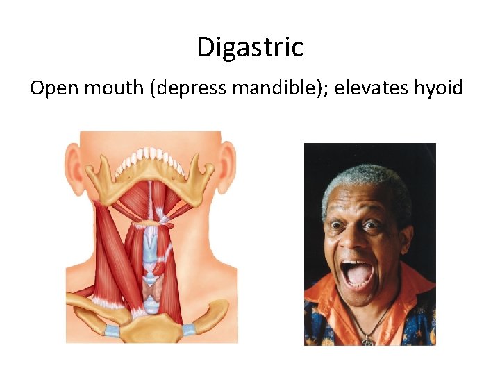 Digastric Open mouth (depress mandible); elevates hyoid 