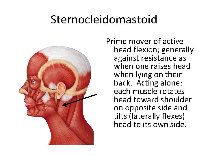 Sternocleidomastoid Prime mover of active head flexion; generally against resistance as when one raises