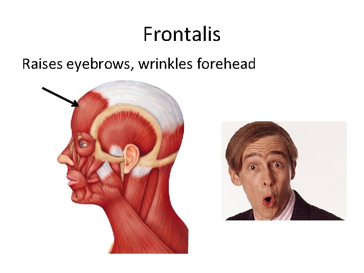 Frontalis Raises eyebrows, wrinkles forehead 