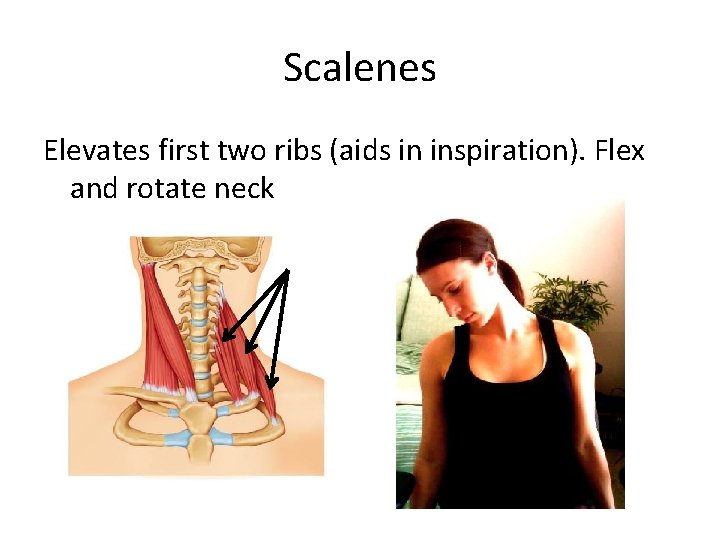 Scalenes Elevates first two ribs (aids in inspiration). Flex and rotate neck 