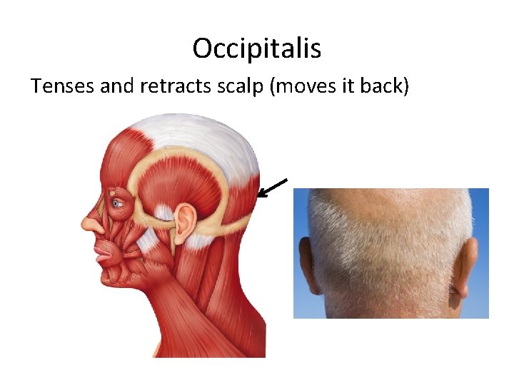 Occipitalis Tenses and retracts scalp (moves it back) 