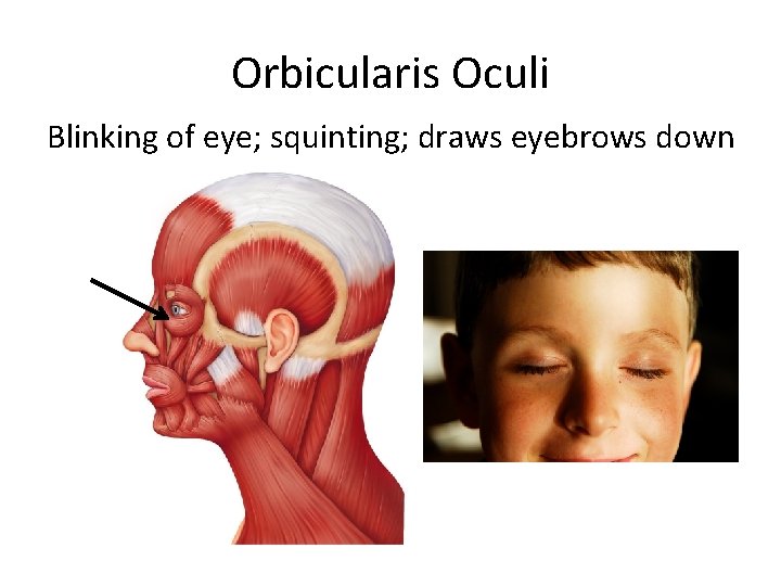 Orbicularis Oculi Blinking of eye; squinting; draws eyebrows down 