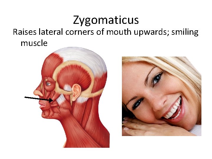 Zygomaticus Raises lateral corners of mouth upwards; smiling muscle 